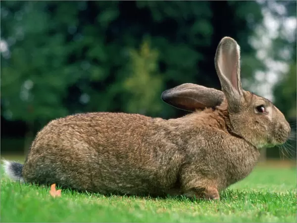 Flemish Giant Rabbit Domestic breed
