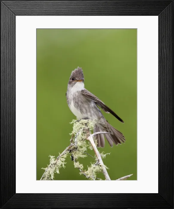 Framed Print : Olive-sided Flycatcher - June - northern Maine - USA Framed Print : Olive-sided Flycatcher - June - northern Maine - USA