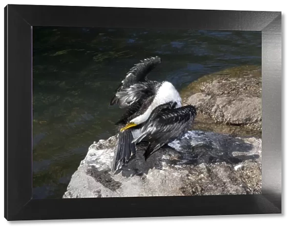 Little Pied Cormorant - gathers oil from its preen gland as it dries its wings after a fishing session. Cormorants do not have waterproof feathers and must oil them from the preen gland at the base of the tail after fishing
