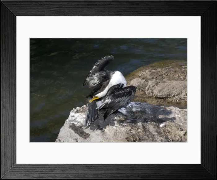 Framed Print : Little Pied Cormorant - gathers oil from its preen gland as it dries its wings after a fishing session. Cormorants do not have waterproof feathers and must oil them from the preen gland at the base of the tail after fishing Framed Print : Little Pied Cormorant - gathers oil from its preen gland as it dries its wings after a fishing session. Cormorants do not have waterproof feathers and must oil them from the preen gland at the base of the tail after fishing