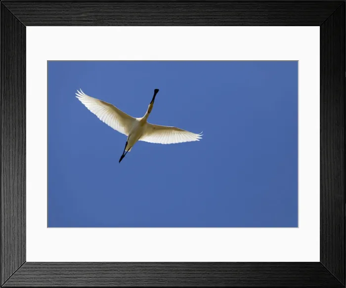 Framed Print : Eurasian Spoonbill - adult in flight - Coto Donana - Southern Spain Framed Print : Eurasian Spoonbill - adult in flight - Coto Donana - Southern Spain