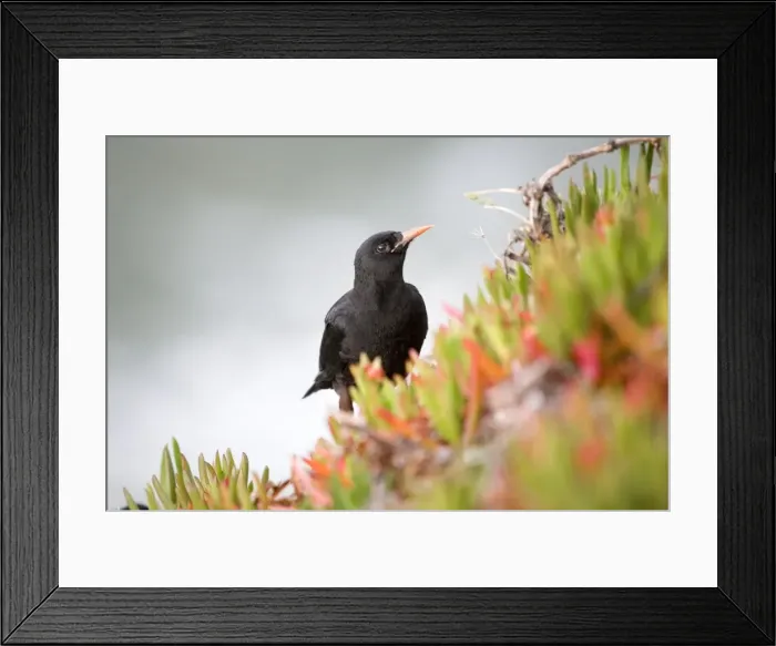 Framed Print : Chough - amongst hottentot fig - Lizard - Cornwall