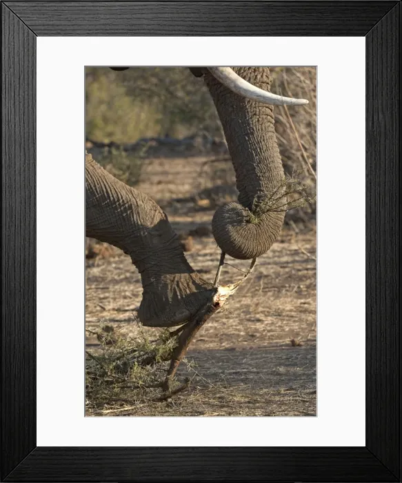 Framed Print : African Elephant - holding branch down with foot while breaking bit of with trunk - Mashatu Game Reserve - Botswana Framed Print : African Elephant - holding branch down with foot while breaking bit of with trunk - Mashatu Game Reserve - Botswana