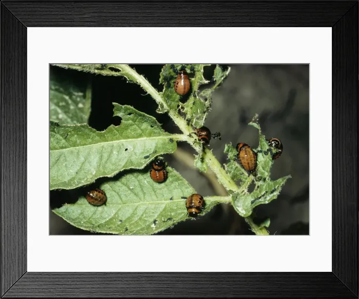 Framed Print : Colorado Beetle - larvae Framed Print : Colorado Beetle - larvae