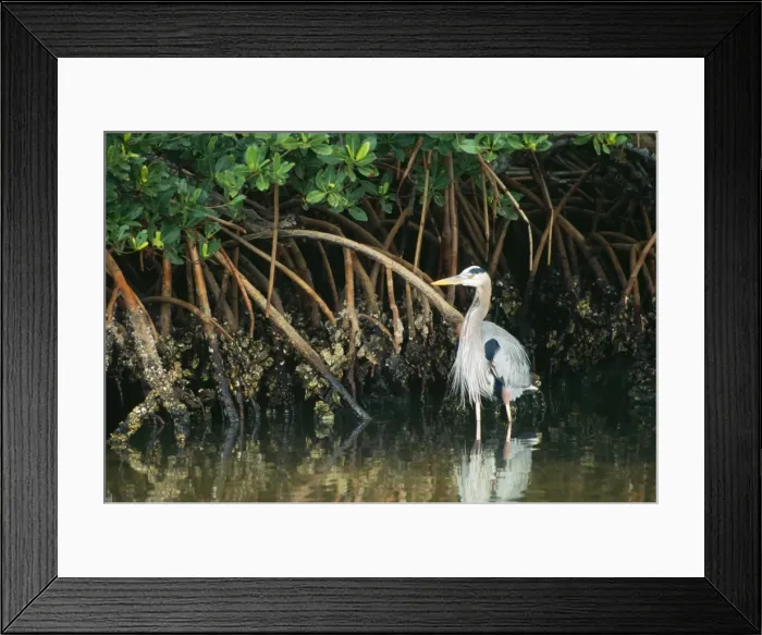 Framed Print : Great Blue Heron JZ 223 In mangrove, Everglades National Park, Florida, USA. Ardea herodias © Jim Zipp / ARDEA LONDON Framed Print : Great Blue Heron JZ 223 In mangrove, Everglades National Park, Florida, USA. Ardea herodias © Jim Zipp / ARDEA LONDON
