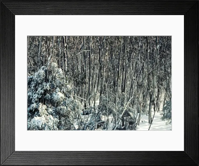 Framed Print : Snow Gums - Woodland in winter snow - Kosciuszko National Park - New South Wales - Australia JPF09548 Framed Print : Snow Gums - Woodland in winter snow - Kosciuszko National Park - New South Wales - Australia JPF09548