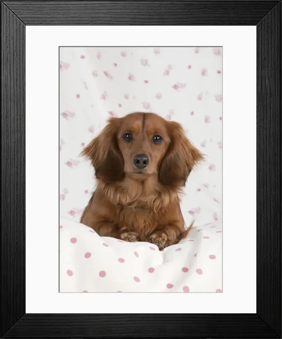 Framed Print : Dog - Miniature Long Haired Dachshund - lying down Framed Print : Dog - Miniature Long Haired Dachshund - lying down