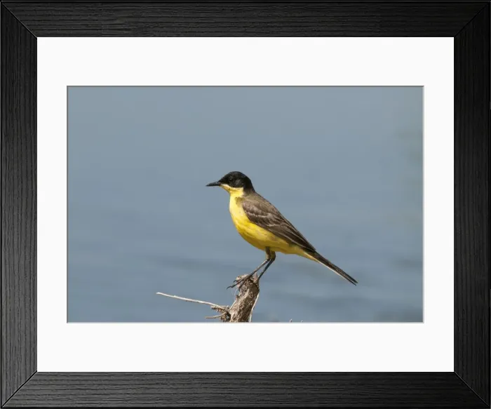 Framed Print : Yellow Wagtail - black headed form - perched on twig - Lesvos Framed Print : Yellow Wagtail - black headed form - perched on twig - Lesvos