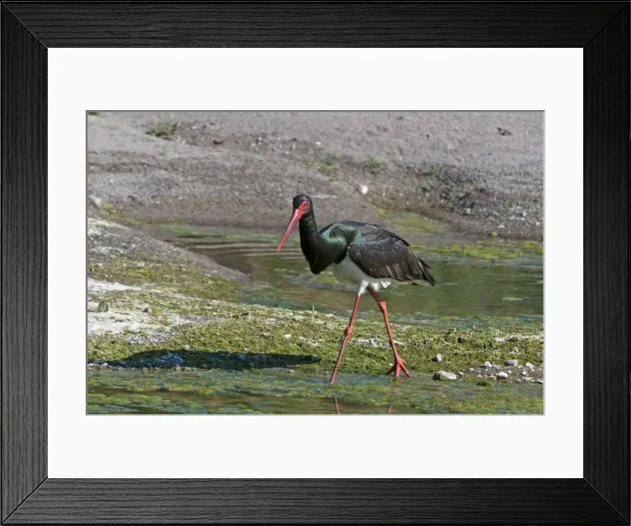 Framed Print : Black Stork - walking along in edge of river - Lesvos Framed Print : Black Stork - walking along in edge of river - Lesvos