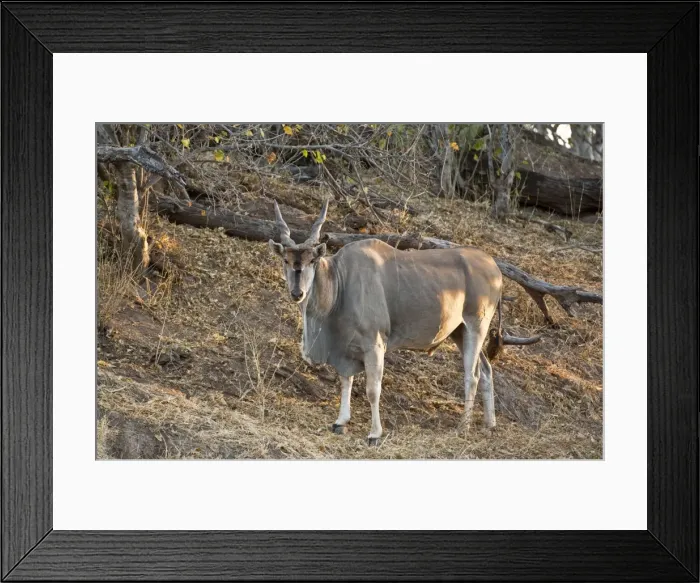 Framed Print : Eland - standing on bank of dry river - Mashatu Game Reserve - Botswana Framed Print : Eland - standing on bank of dry river - Mashatu Game Reserve - Botswana