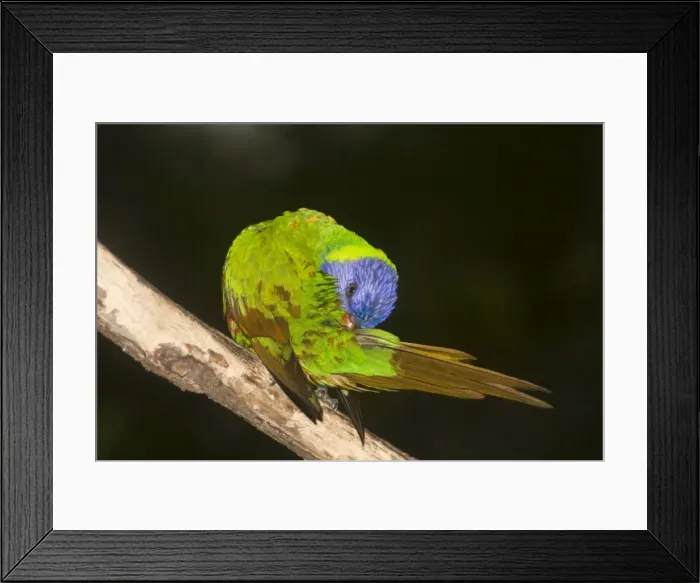 Framed Print : Rainbow Lorikeet - preens itself after a rain-shower. The green areas of its plumage turn brown when saturated with water, and return to green when dry, indicating that green is a structural colour caused by interference with light wavelength Framed Print : Rainbow Lorikeet - preens itself after a rain-shower. The green areas of its plumage turn brown when saturated with water, and return to green when dry, indicating that green is a structural colour caused by interference with light wavelength