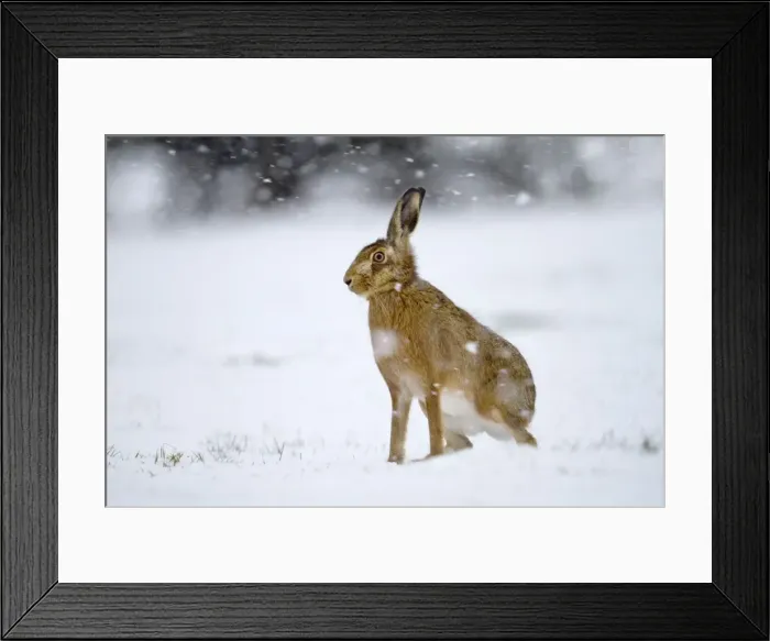 Framed Print : Brown Hare - in snow - Lincolnshire - UK Framed Print : Brown Hare - in snow - Lincolnshire - UK