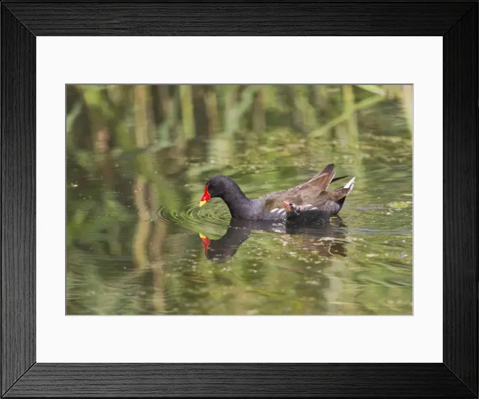 Framed Print : Moorhen - with chick - Suffolk UK 12058 Framed Print : Moorhen - with chick - Suffolk UK 12058