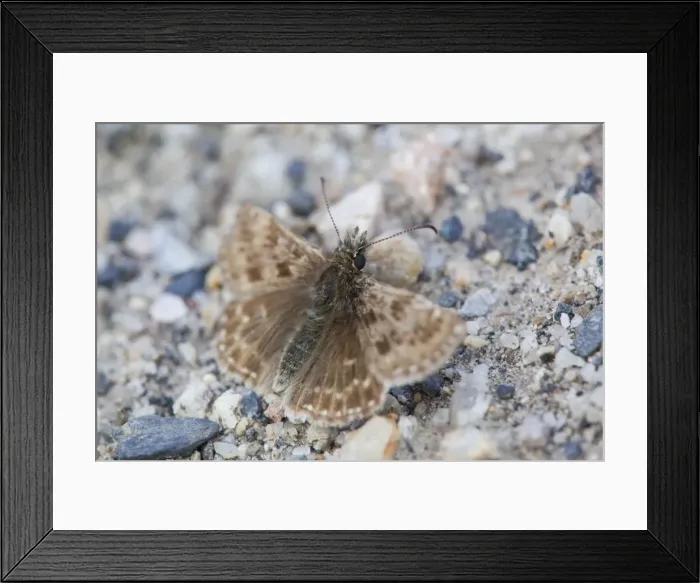 Framed Print : Dingy Skipper - Butterfly - UK Framed Print : Dingy Skipper - Butterfly - UK