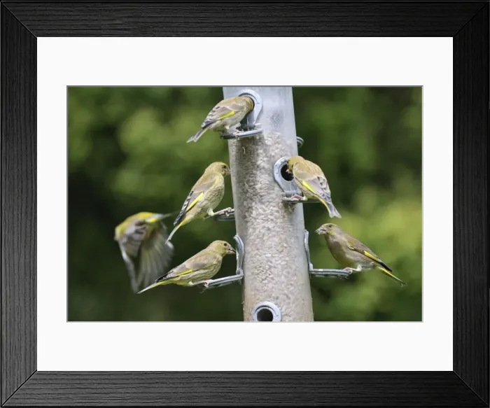 Framed Print : Greenfinch - flock at bird feeder Framed Print : Greenfinch - flock at bird feeder