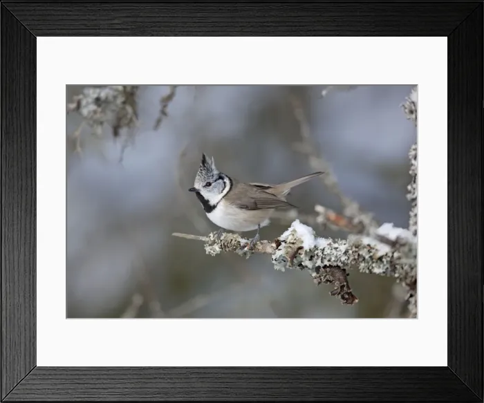 Framed Print : Crested Tit - snow - Norway Framed Print : Crested Tit - snow - Norway