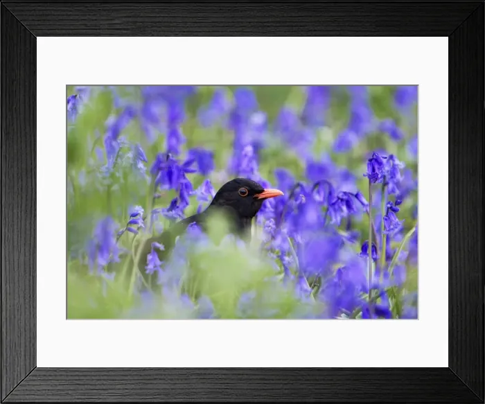 Framed Print : Blackbird - male - amongst bluebells - Isles of Scilly - UK Framed Print : Blackbird - male - amongst bluebells - Isles of Scilly - UK
