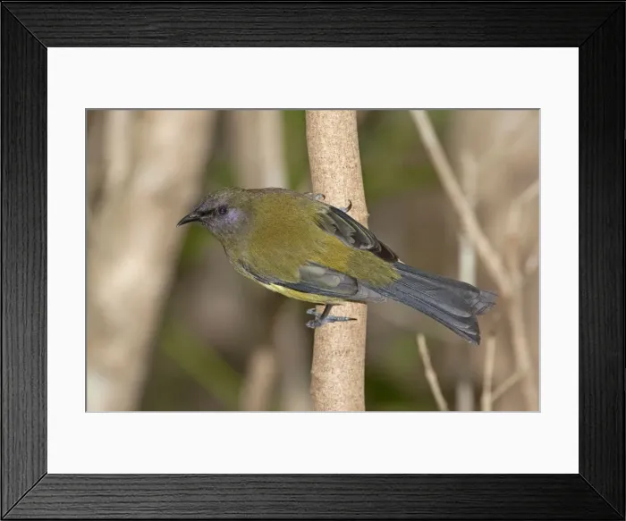 Framed Print : Bellbird - Tiritiri Matangi Island - Hauraki Gulf - North Island - New Zealand Framed Print : Bellbird - Tiritiri Matangi Island - Hauraki Gulf - North Island - New Zealand