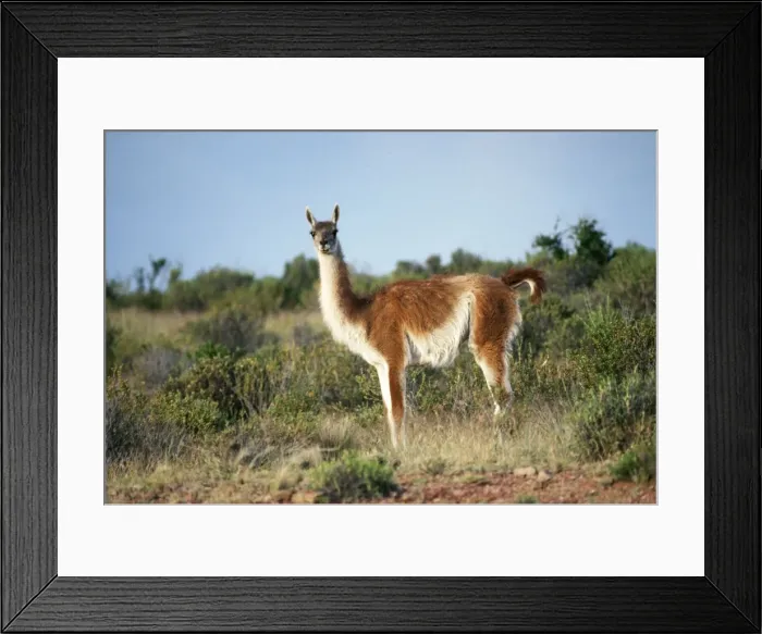 Framed Print : Guanaco FG 306 Standing - Patagonia, Argentina Lama guanicoe © Francois Gohier / ARDEA LONDON Framed Print : Guanaco FG 306 Standing - Patagonia, Argentina Lama guanicoe © Francois Gohier / ARDEA LONDON