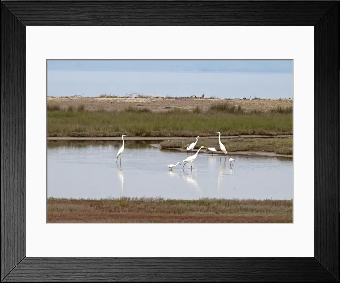 Framed Print : Great and Little Egrets (Egretta garzetta) - in pool with sea behind - Lesvos Framed Print : Great and Little Egrets (Egretta garzetta) - in pool with sea behind - Lesvos
