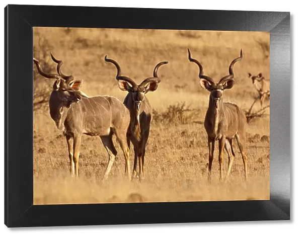 Greater Kudu - three males standing - Mashatu Game Reserve - Botswana