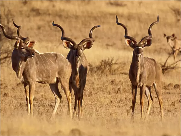 Greater Kudu - three males standing - Mashatu Game Reserve - Botswana