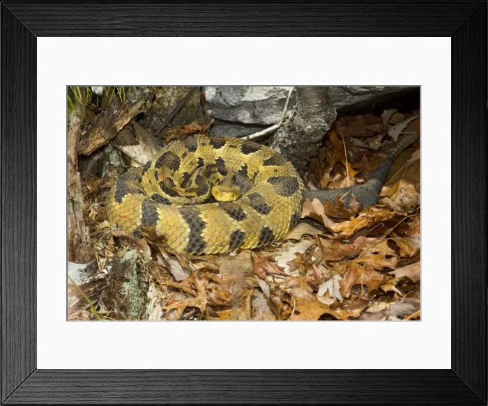 Framed Print : Timber Rattlesnake - by the number of rattles approximately 10 years old - April - CT - USA Framed Print : Timber Rattlesnake - by the number of rattles approximately 10 years old - April - CT - USA