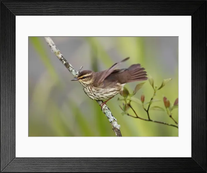 Framed Print : Northern Waterthrush - on territory in spring - Connecticut - USA Framed Print : Northern Waterthrush - on territory in spring - Connecticut - USA