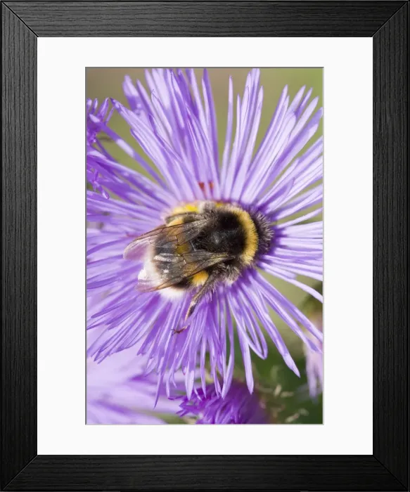 Framed Print : Bumble Bee - feeding on Erigeron flower