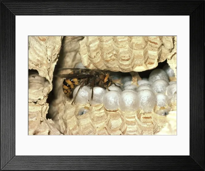 Framed Print : Hornet - Queen on nest comb