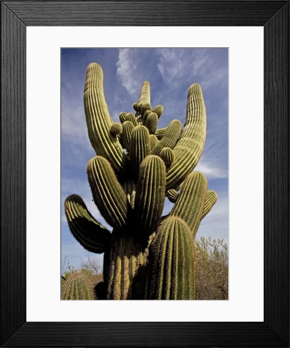 Framed Print : Saguaro Cactus - Unusual growth form - Sonoran Desert Arizona - Record height: 78 feet - Average mature height: 18 to 30 feet but often reach heights of 50 to 60 feet - Weigh about 80 pounds per foot - Grow their first arms at around 12 feet in Framed Print : Saguaro Cactus - Unusual growth form - Sonoran Desert Arizona - Record height: 78 feet - Average mature height: 18 to 30 feet but often reach heights of 50 to 60 feet - Weigh about 80 pounds per foot - Grow their first arms at around 12 feet in