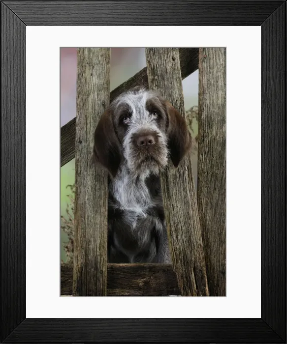 Framed Print : DOG. Spinone puppy looking through fence Framed Print : DOG. Spinone puppy looking through fence