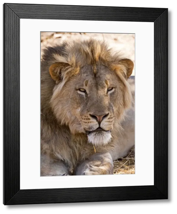 Framed Print : Lion - Mashatu Game Reserve - Botswana Framed Print : Lion - Mashatu Game Reserve - Botswana