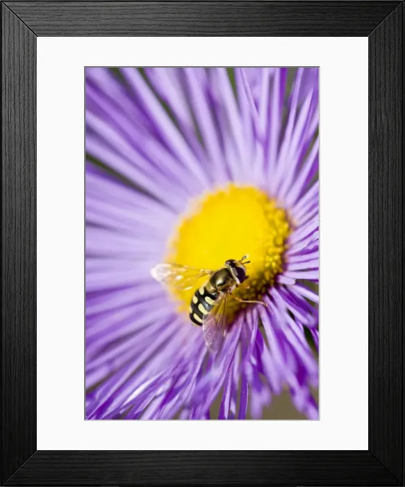 Framed Print : Hover fly - feeding on Erigeron flower Framed Print : Hover fly - feeding on Erigeron flower
