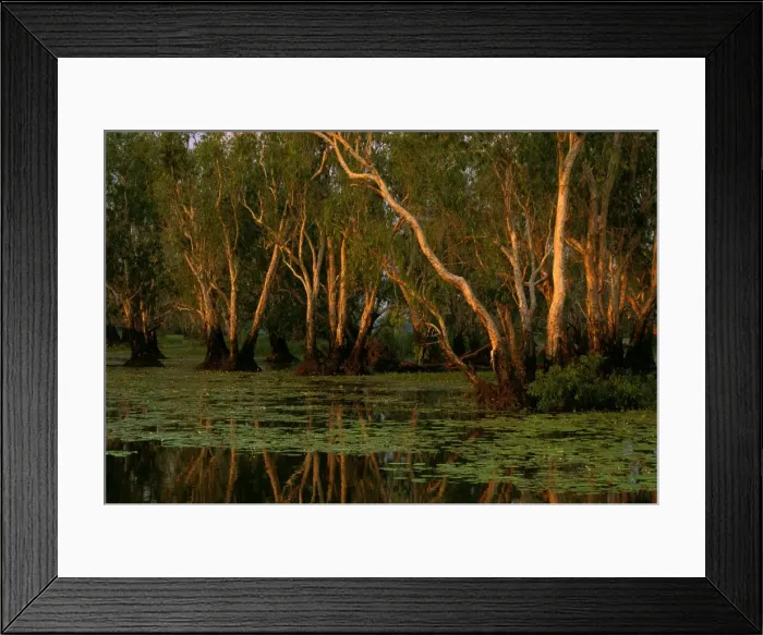 Framed Print : Yellow Water - Paperbark Swamp - Kakadu National Park (World Heritage Area), Northern Territory, Australia JPF51468 Framed Print : Yellow Water - Paperbark Swamp - Kakadu National Park (World Heritage Area), Northern Territory, Australia JPF51468
