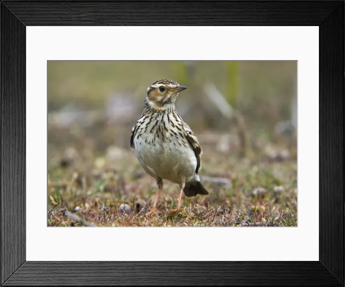 Framed Print : Woodlark - on the ground - Suffolk Framed Print : Woodlark - on the ground - Suffolk