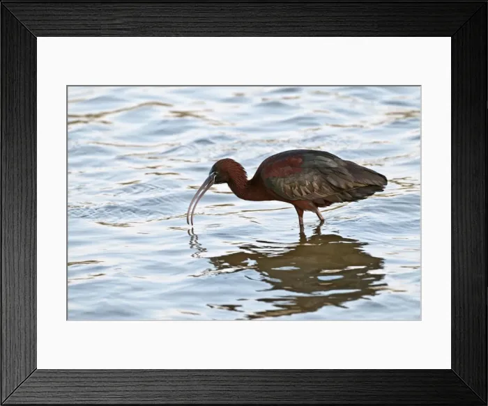 Framed Print : Glossy Ibis - feeding in shallow water - Lesvos Framed Print : Glossy Ibis - feeding in shallow water - Lesvos