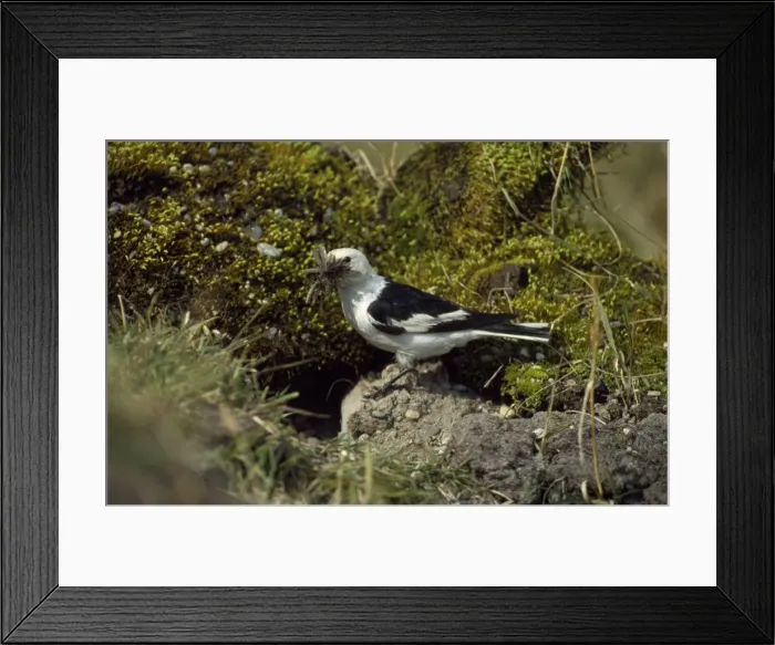 Framed Print : Snow Bunting - with food in beak Framed Print : Snow Bunting - with food in beak