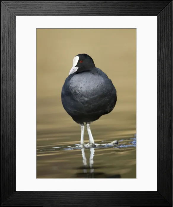 Framed Print : Coot - Cornwall - UK Framed Print : Coot - Cornwall - UK