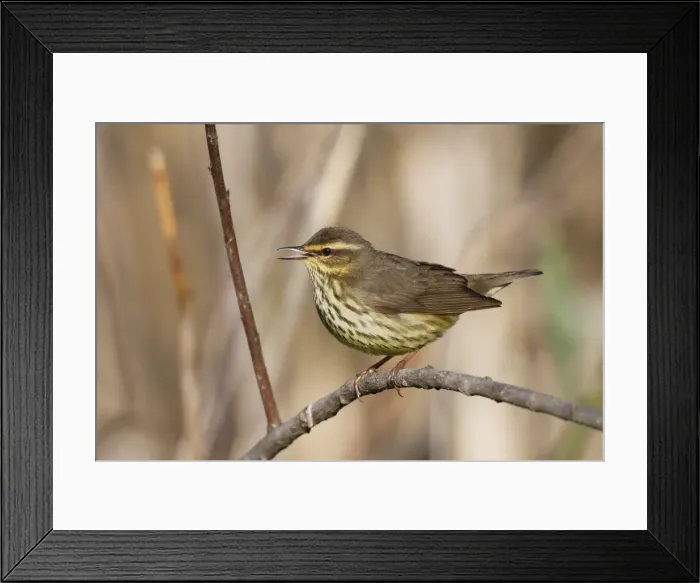 Framed Print : Northern Waterthrush - singing on territory in spring - Connecticut - USA Framed Print : Northern Waterthrush - singing on territory in spring - Connecticut - USA