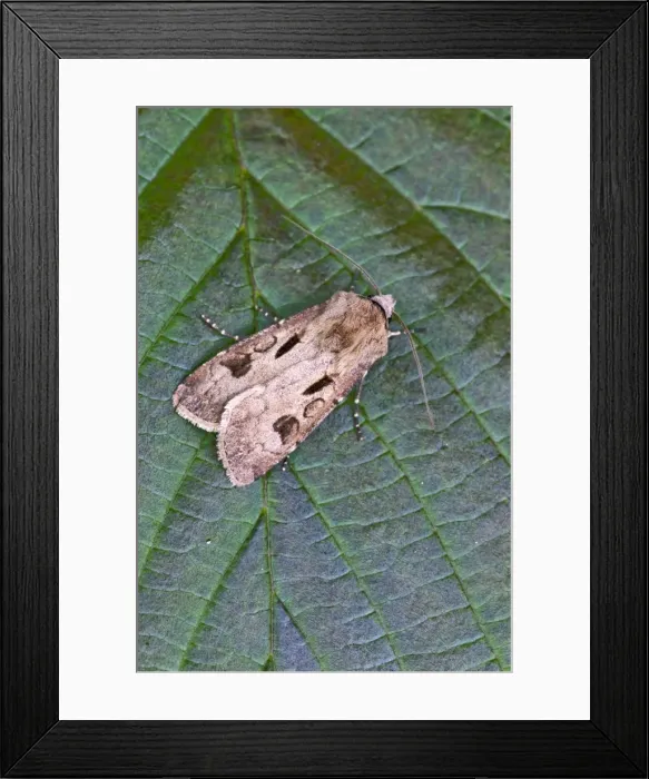 Framed Print : Heart and Dart - resting on leaf - Lincolnshire - England Framed Print : Heart and Dart - resting on leaf - Lincolnshire - England
