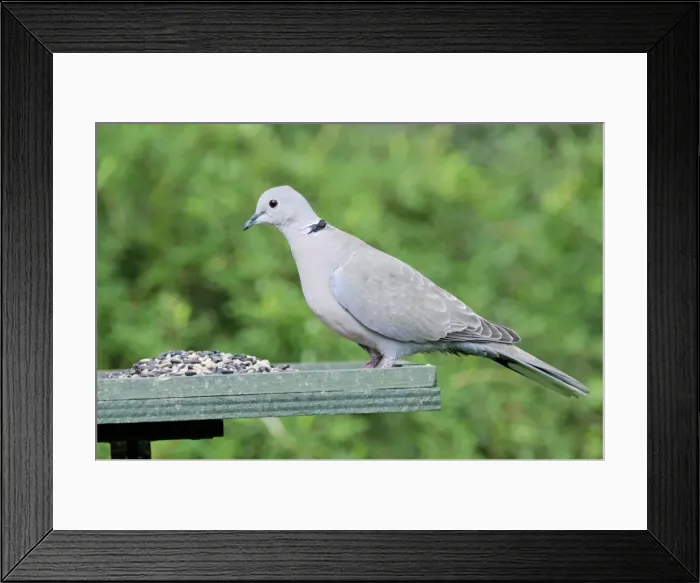 Framed Print : Collared Dove - at feeding table Framed Print : Collared Dove - at feeding table