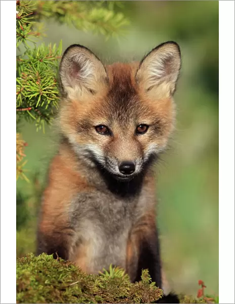 Red Fox - 7 week old cub. Montana - USA