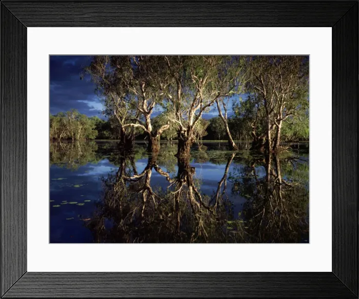 Framed Print : Yellow Water billabong with Paperbark forest - Weeping Paperbark - Kakadu National Park (World Heritage Area), Northern Territory, Australia JPF51499 Framed Print : Yellow Water billabong with Paperbark forest - Weeping Paperbark - Kakadu National Park (World Heritage Area), Northern Territory, Australia JPF51499