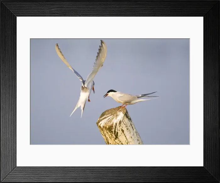 Framed Print : Common Terns - courtship feeding - Hickling Broad - Norfolk - England Framed Print : Common Terns - courtship feeding - Hickling Broad - Norfolk - England