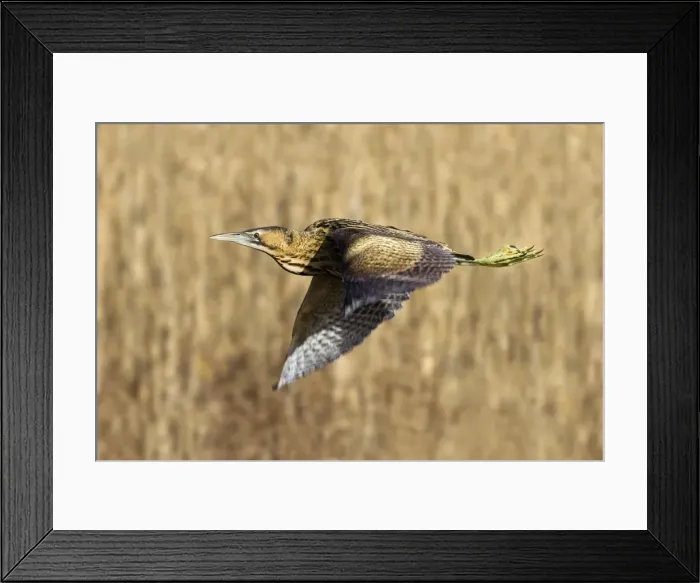 Framed Print : Bittern - in flight over reed bed - Marazion - Cornwall - UK Framed Print : Bittern - in flight over reed bed - Marazion - Cornwall - UK