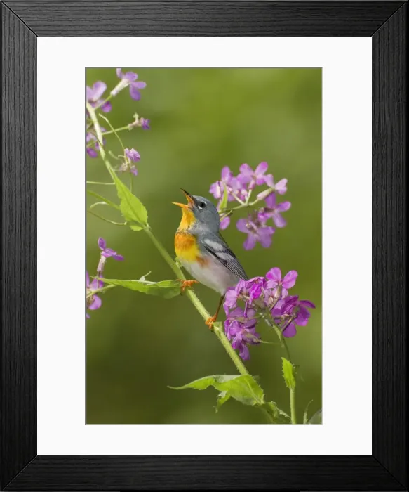Framed Print : Northern Parula - adult male singing - on breeding territory - May - Connecticut - USA Framed Print : Northern Parula - adult male singing - on breeding territory - May - Connecticut - USA