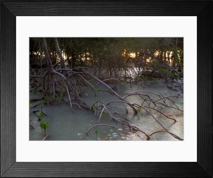 Framed Print : Mangroves - West Alligator Head, Kakadu National Park (World Heritage Area) - Northern Territory, Australia JPF51415 Framed Print : Mangroves - West Alligator Head, Kakadu National Park (World Heritage Area) - Northern Territory, Australia JPF51415