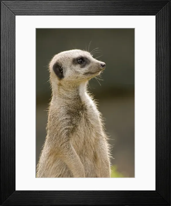 Framed Print : Meerkat. DOW-414. Meerkat / Suricate. Suricata suricata Framed Print : Meerkat. DOW-414. Meerkat / Suricate. Suricata suricata