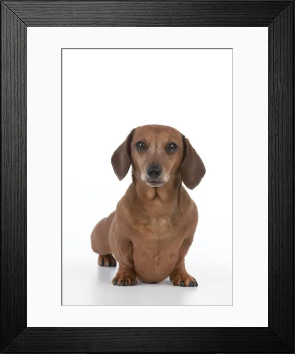 Framed Print : Dog - Miniature Short Haired Dachshund Framed Print : Dog - Miniature Short Haired Dachshund
